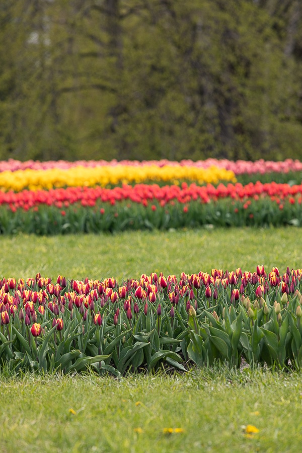 Kolekcja tulipanów w Łódzkim Ogrodzie Botanicznym już w pełni rozkwitu  (fot. Michał Pietrzak - redakcja TuŁódź) |wiadomości łódzkie | Łódź | TuŁódź