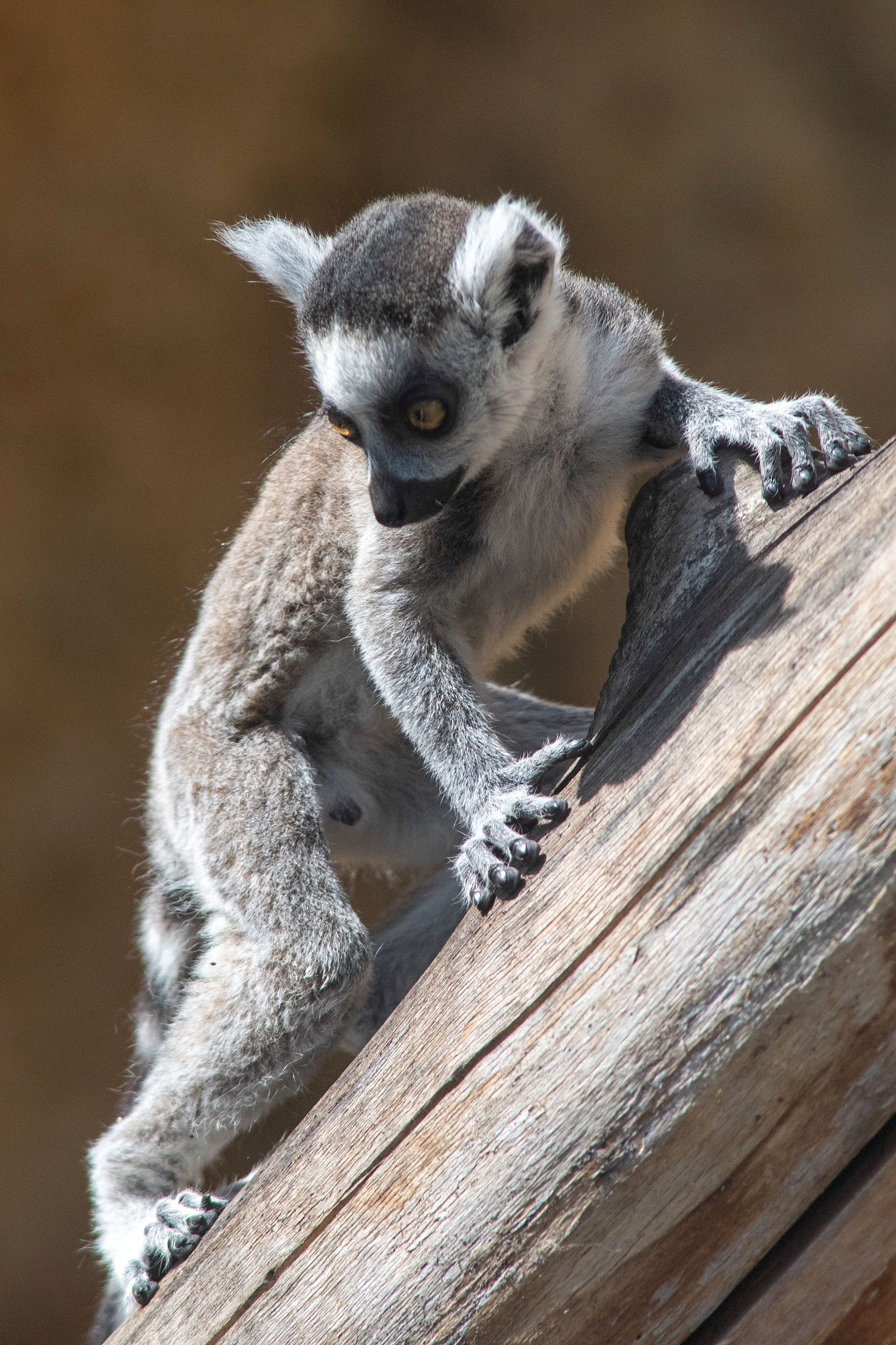 Podczas 83. urodzin łódzkiego zoo nie brakowało atrakcji dla całych rodzin