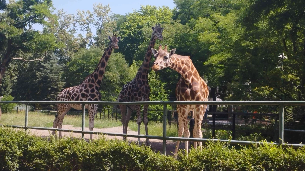 Darmowe bilety do Orientarium Zoo Łódź i Aquaparku Fala na święta. Będą dodatkowe atrakcje