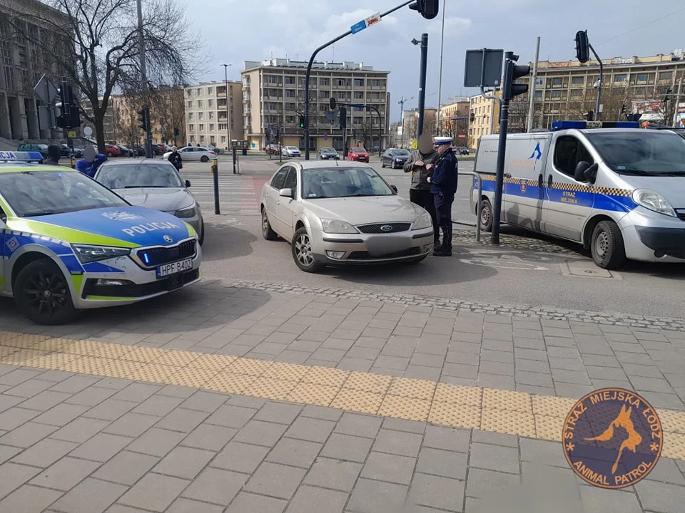 Łódź. Animal Patrol gonił pirata drogowego. Doszło do bijatyki - Zdjęcie główne