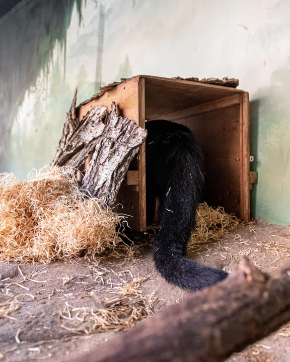 W łódzkim zoo urodziły się trzy kotomisie