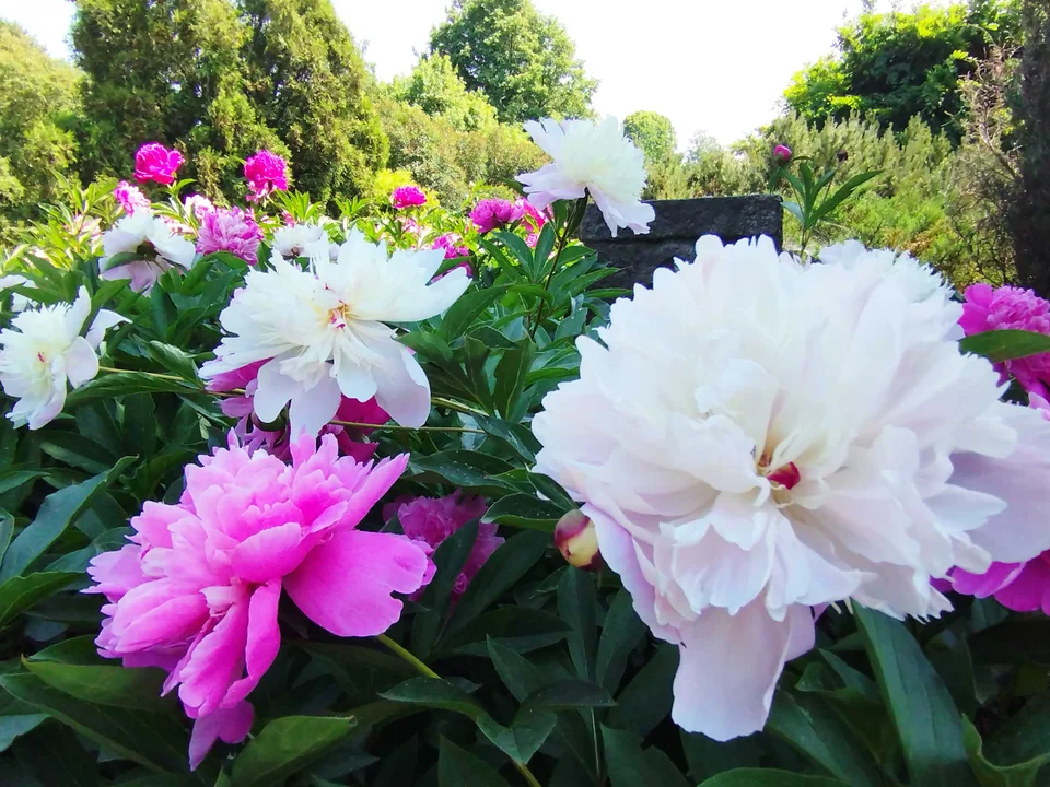 "Coral Charm", "Buckeye Belle" i "Bowl of Beauty". Spotkamy je w łódzkim Ogrodzie Botanicznym - Zdjęcie główne