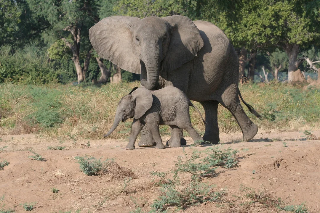 Zimbabwe, wszyscy niezaszczepieni podróżujący są zobowiązani do wykonania testu PCR na minimum 48 godzin przed wylotem. Turyści niemający wykonanego testu PCR nie zostaną wpuszczeni do państwa. Niezaszczepieni turyści opuszczający Zimbabwe są zobowiązani do przedstawienia negatywnego wyniku testu PCR, wykonanego nie później niż na 48 godzin przed wylotem. Po przylocie podróżni są zobowiązani do wypełnienia formularza lokalizacyjnego. Osoby zaszczepione i ozdrowieńcy nie mają obowiązku wykonywania dodatkowych testów.
