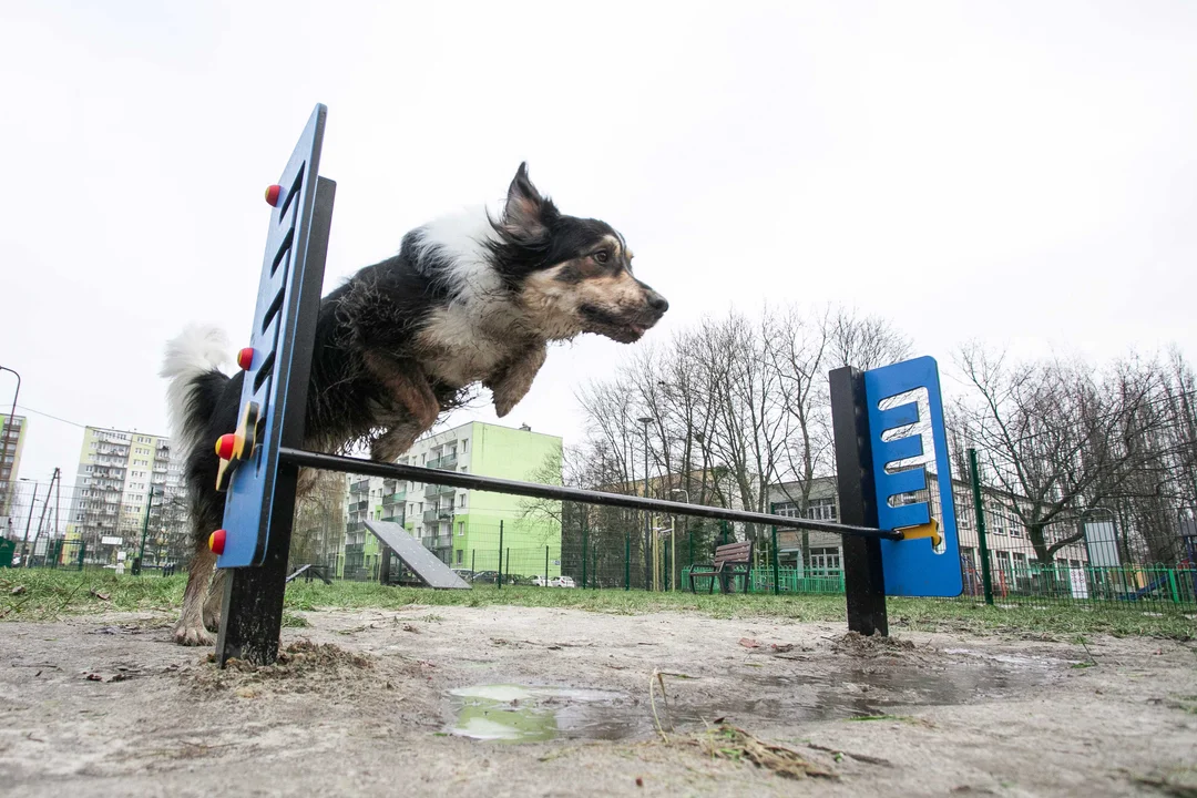 Na Bałutach powstał psi park. Jest częścią Trójkąta Bałuckiego [ZDJĘCIA] - Zdjęcie główne