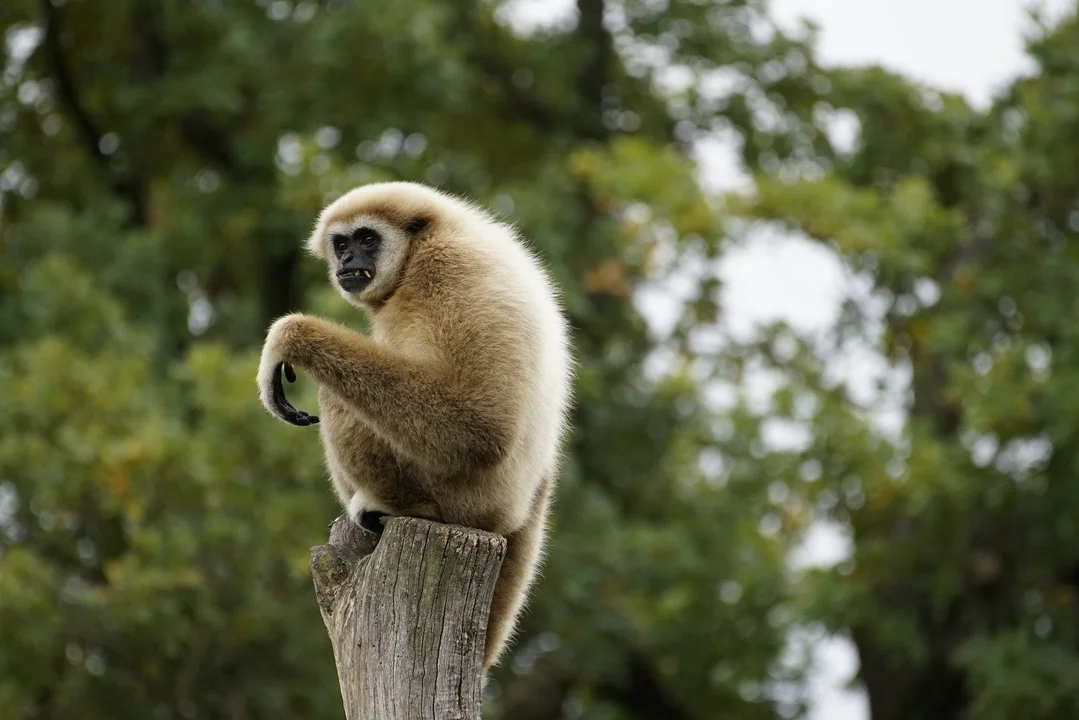 Międzynarodowy Dzień Małpy. Łódzkie ZOO jest pełne tych zwierzątek - Zdjęcie główne