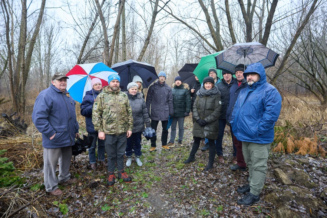 Developer wycina w pień tysiąc brzóz. Mieszkańcy się buntują - Zdjęcie główne