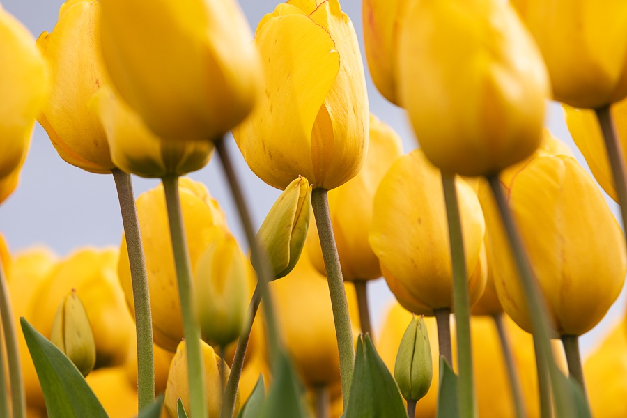 Kolekcja tulipanów w Łódzkim Ogrodzie Botanicznym już w pełni rozkwitu  (fot. Michał Pietrzak - redakcja TuŁódź) |wiadomości łódzkie | Łódź | TuŁódź