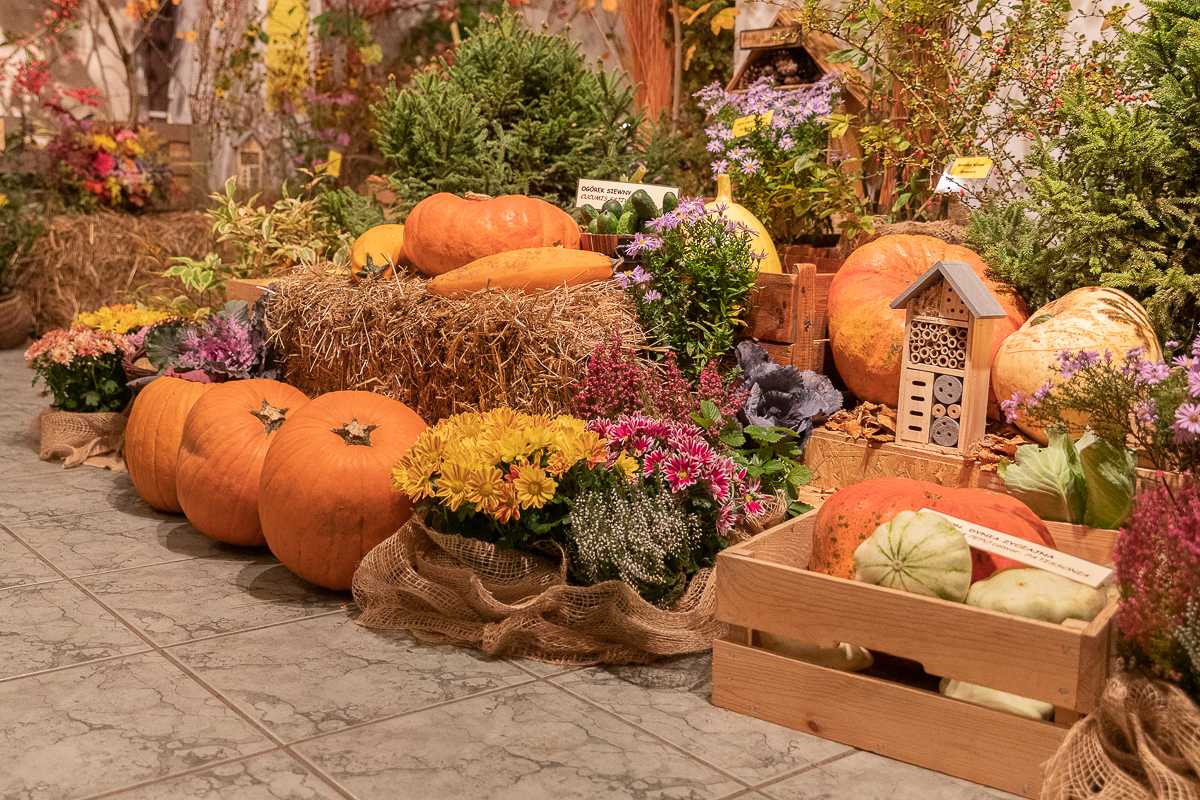 Do niedzieli 10 października w łódzkim Ogrodzie Botanicznym można oglądać wystawę "Owoce, warzywa, kwiaty"