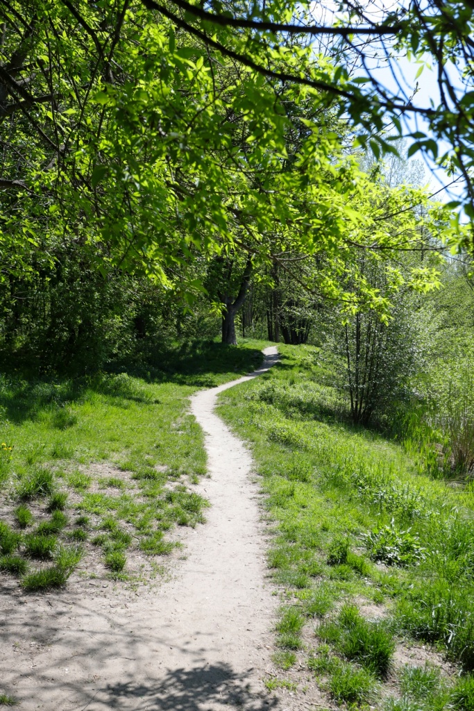 Drzewa Łódź. W Łodzi przybędzie lasów. Jest plan na 150 tys nowych drzew! (fot. www.lodz.pl)