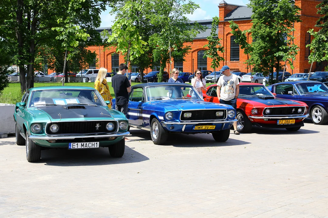 Te samochody to marzenie wielu! Zlot Mustangów w Ogrodach Geyera. Zobacz zdjęcia! [galeria] - Zdjęcie główne