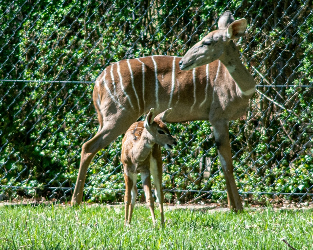 Zoo Łódź. Wraz z nadejściem wiosny w ogrodzie urodzili się nowi podopieczni (fot. UMŁ) |wiadomości łódzkie | Łódź | TuŁódź