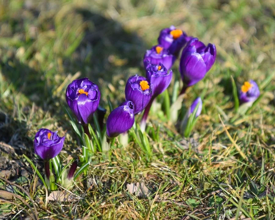 Łódzki Ogród Botaniczny już otwarty! Zamierzacie się do niego wybrać? - Zdjęcie główne