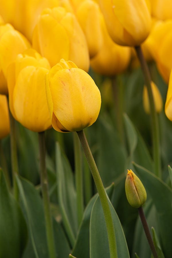 Kolekcja tulipanów w Łódzkim Ogrodzie Botanicznym już w pełni rozkwitu  (fot. Michał Pietrzak - redakcja TuŁódź) |wiadomości łódzkie | Łódź | TuŁódź