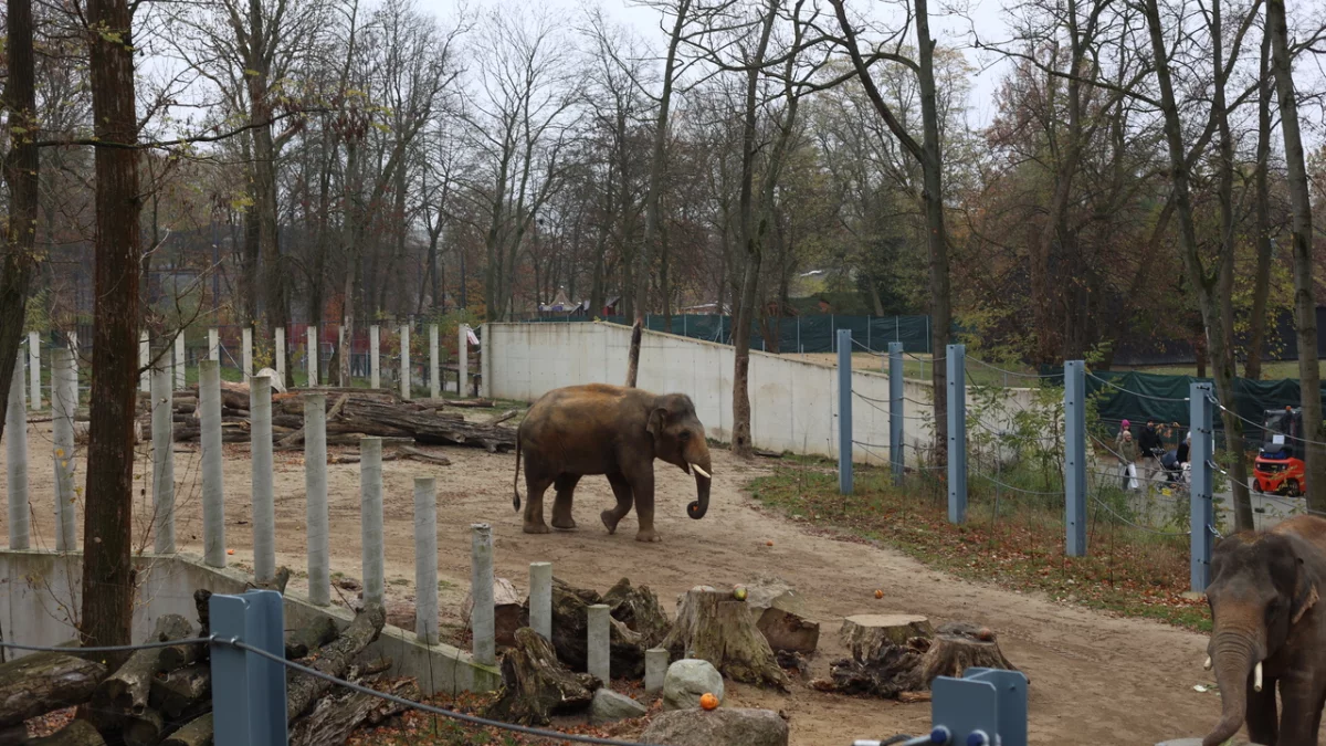 Słonie w łódzkim orientarium podjadały dziś dynie. Co jeszcze mają w swojej diecie? [ZDJĘCIA] - Zdjęcie główne