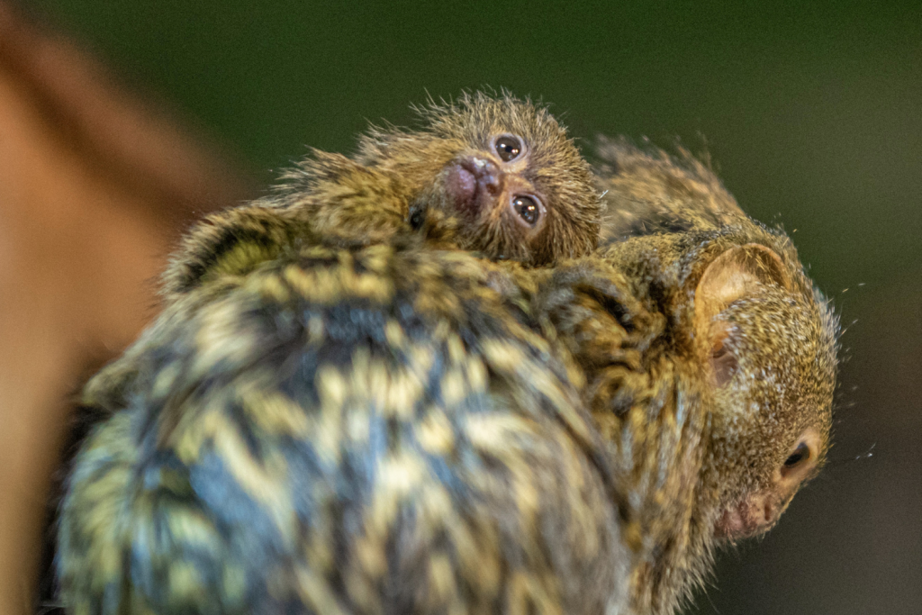 Zoo Łódź. W łódzkim ogrodzie zoologicznym przyszli na świat nowi podopieczni {zdjęcia] - Zdjęcie główne