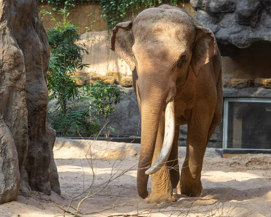 Już niedługo przybędzie trzeci słoń do łódzkiego zoo! Cierpliwie czekamy na Kyana - Zdjęcie główne