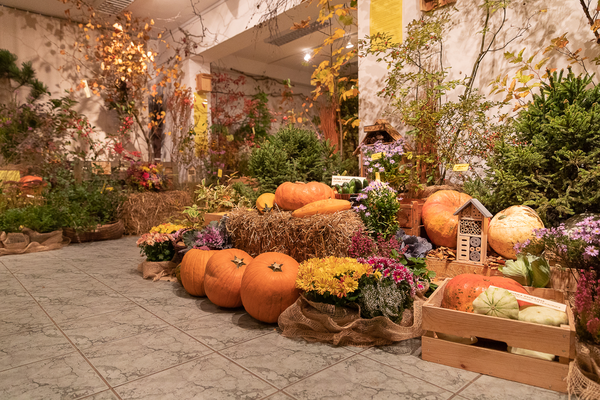 Do niedzieli 10 października w łódzkim Ogrodzie Botanicznym można oglądać wystawę "Owoce, warzywa, kwiaty"