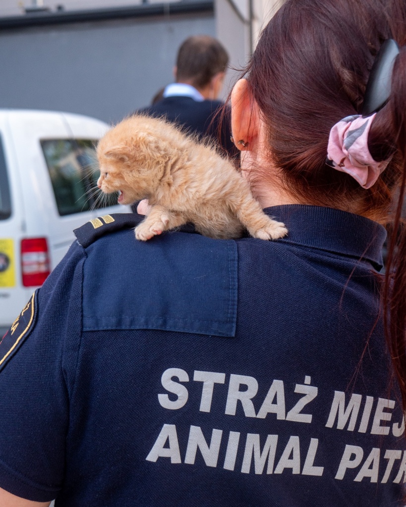 Schronisko dla Zwierząt w Łodzi alarmuje, że nie ma warunków na przyjęcie do siebie kolejnych kotów (fot. UMŁ) | wiadomości łódzkie | Łódź | TuŁódź