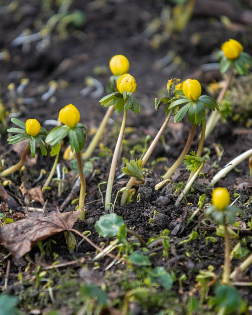 Przy dobrej pogodzie Ogród Botaniczny w Łodzi zostanie udostępniony zwiedzającym już w ostatni weekend marca (fot. UMŁ) |wiadomości łódzkie|Łódź|TuŁódź