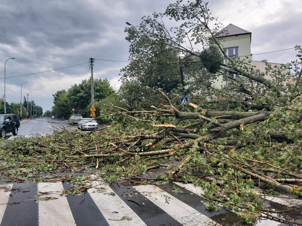 Burze Łódź. Najbardziej ucierpiała miejska zieleń. W wielu mieszkaniach wciąż nie ma prądu (fot. Czytelnik)