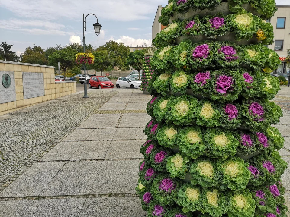 Nowe nasadzenia na Placu Kilińskiego w Zgierzu. Będzie jeszcze więcej zieleni? [zdjęcia] - Zdjęcie główne