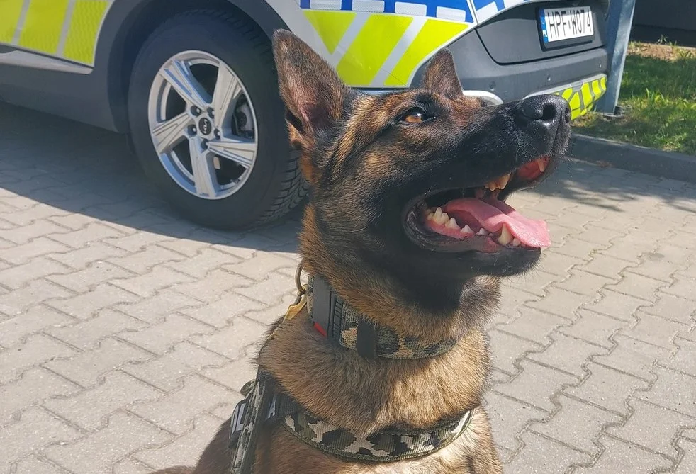 Pościgi czy poszukiwania to dla niego pestka. Tuba to wyjątkowy policjant w Zgierzu - Zdjęcie główne