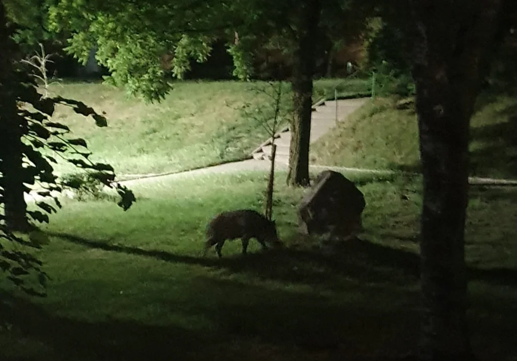 Zgierz. Dziki dreptały po największym osiedlu w mieście. Mieszkańcy wystraszeni - Zdjęcie główne