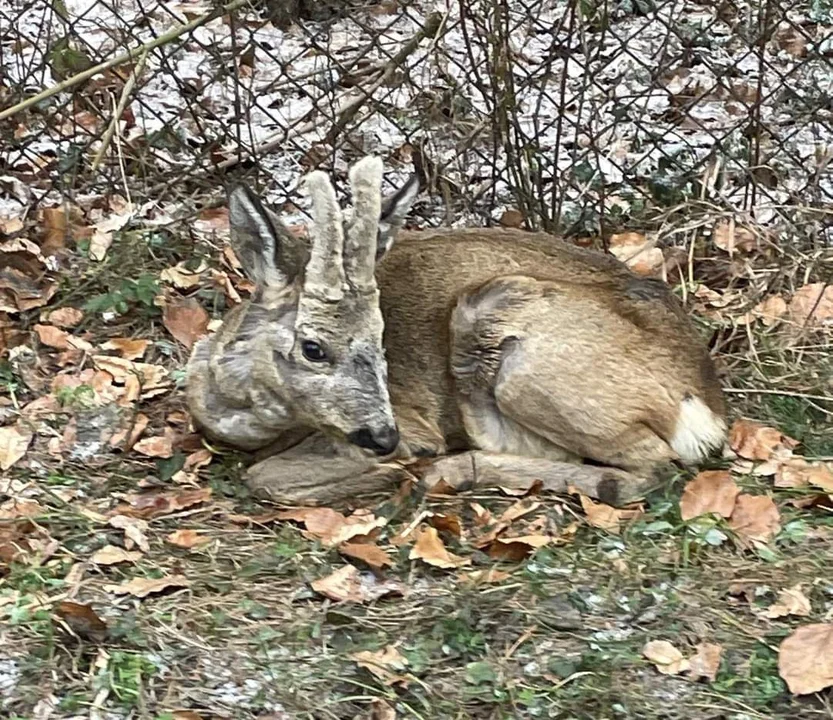 Bambi na poboczu drogi konał przez kilka godzin. Dlaczego nikt nie udzielił pomocy chorej sarnie? - Zdjęcie główne