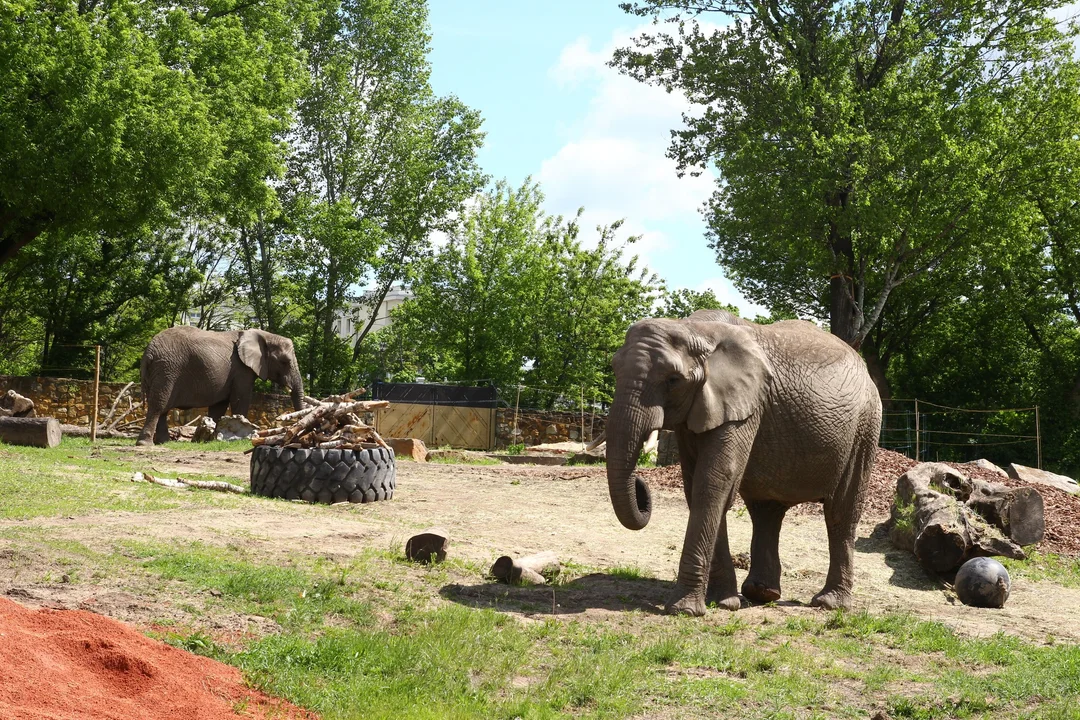  Warszawskim ZOO żyje ponad 12 000 zwierząt reprezentujących około 500 gatunków. Warszawski Ogród Zoologiczny, ul. Ratuszowa 1/3. Czynny codziennie od 9 do 18.00, a w weekendy i w święta do 19.00. W warszawskim ZOO żyje ponad 12 000 zwierząt reprezentujących około 500 gatunków. Szczegółową listę znajdziecie na zoo.waw.pl. 