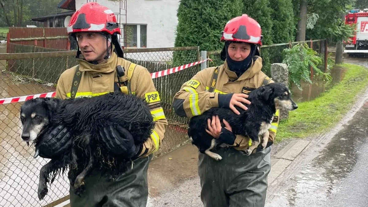 Medor rusza na ratunek zwierzętom po powodzi. Każdy może się przyłączyć - Zdjęcie główne