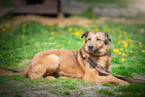 Zwierzęta do adopcji w Zgierzu. Być może czekają właśnie na Ciebie! [zdjęcia]   - Zdjęcie główne