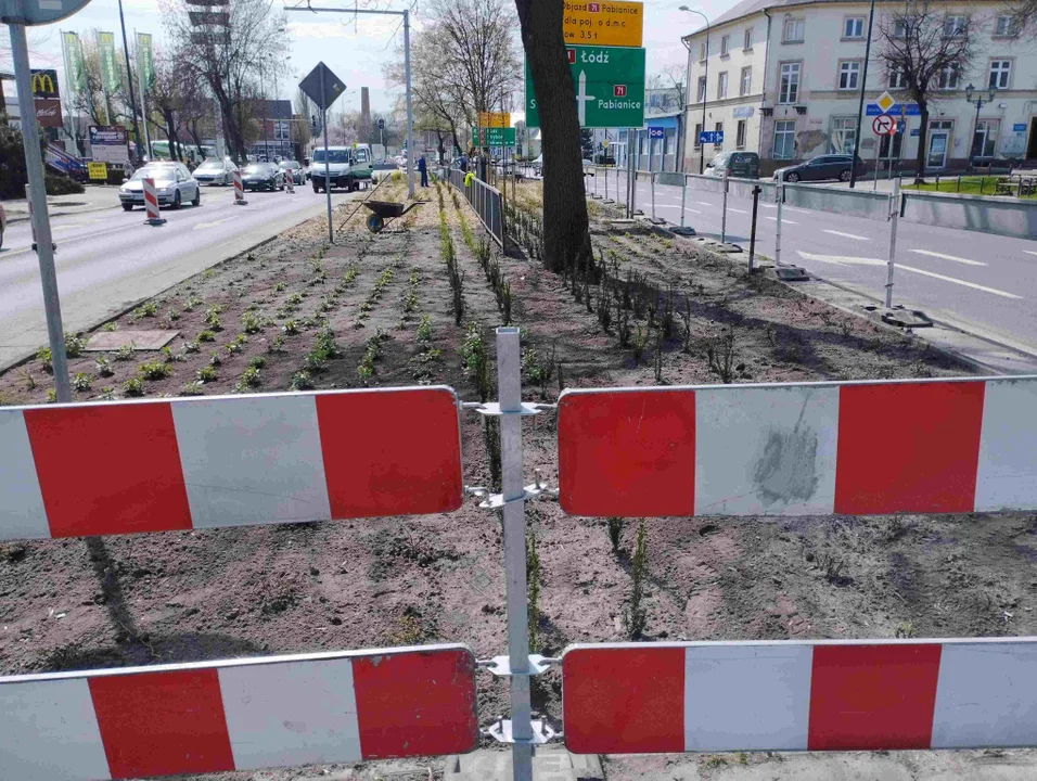 Nowe kwiaty przy ul. Armii Krajowej. Kończą się prace na jednej z głównych zgierskich ulic - Zdjęcie główne