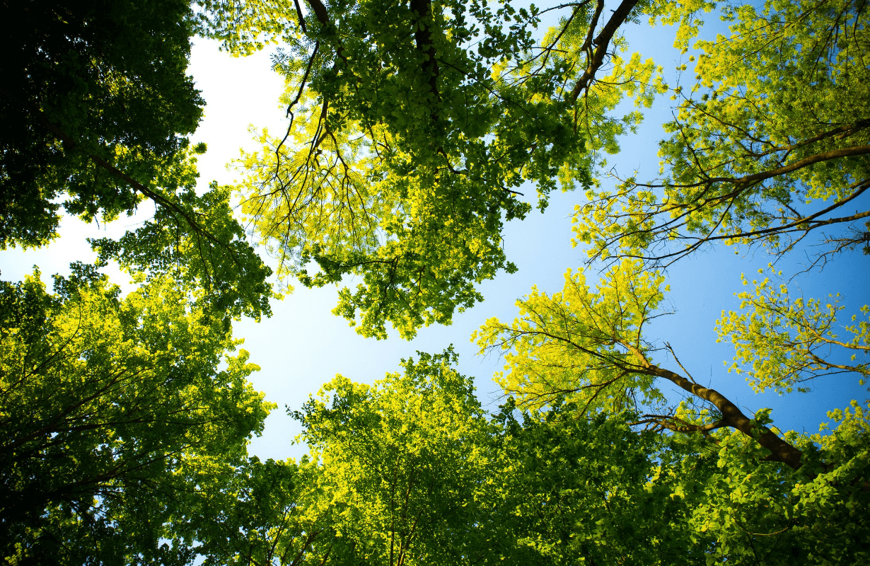 Park Miejski im. Tadeusza Kościuszki