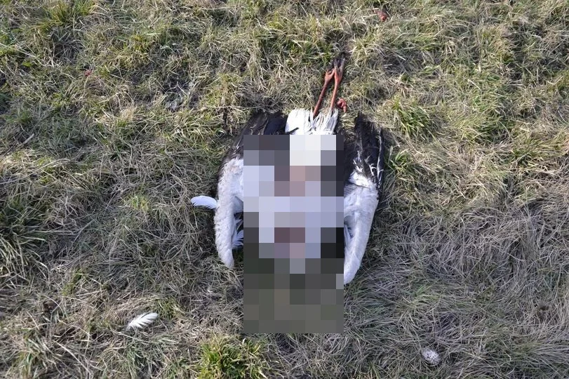 Stowarzyszenie spod Kutna poinformowało, że w okolicach Łęczycy znaleziono bociana z odciętą głową