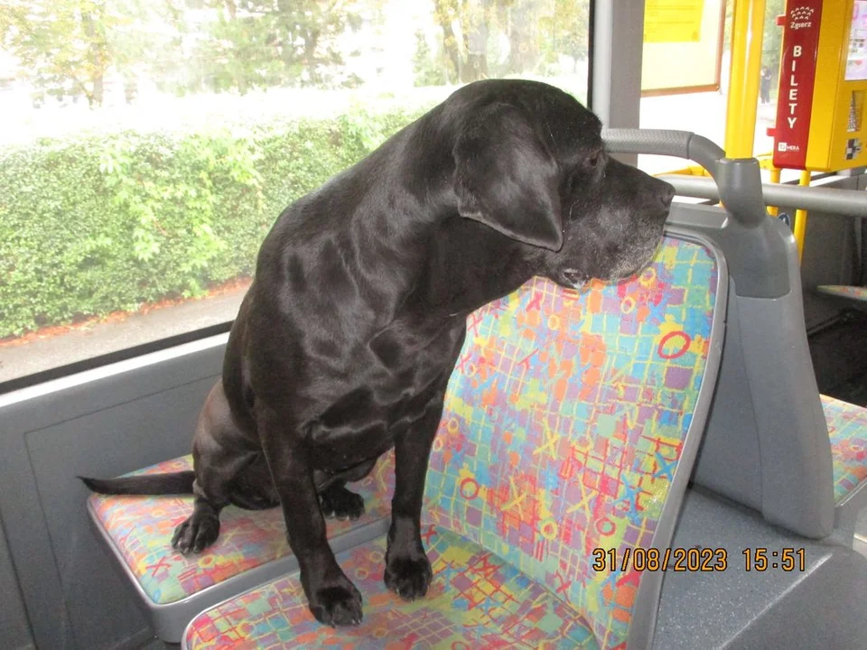 O psie, który jeździł…autobusem. Pasażer na gapę w komunikacji miejskiej w Zgierzu - Zdjęcie główne