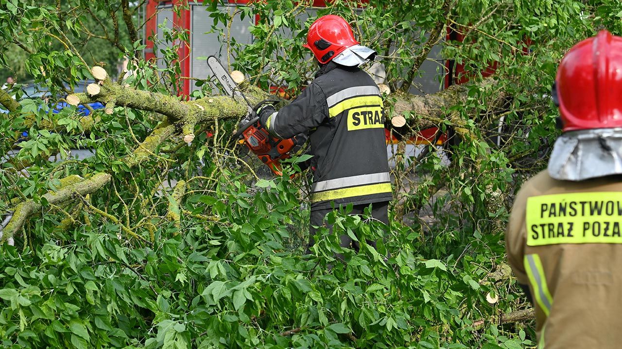 Konar spadł na kobietę w centrum miasta. - Zdjęcie główne