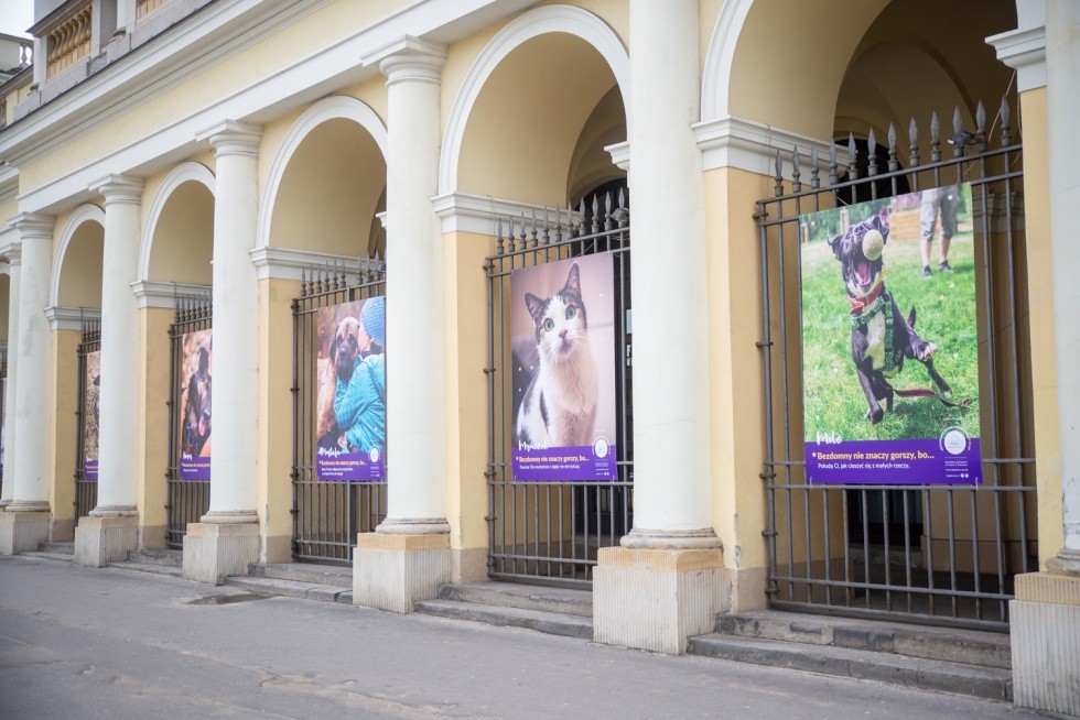 Wystawa Schroniska "Na Paluchu" - Zdjęcie główne